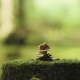 Mushroom At The Tree Stump - VideoHive Item for Sale