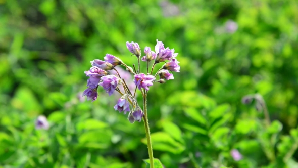 Flowering Potatoes In The Summer Day