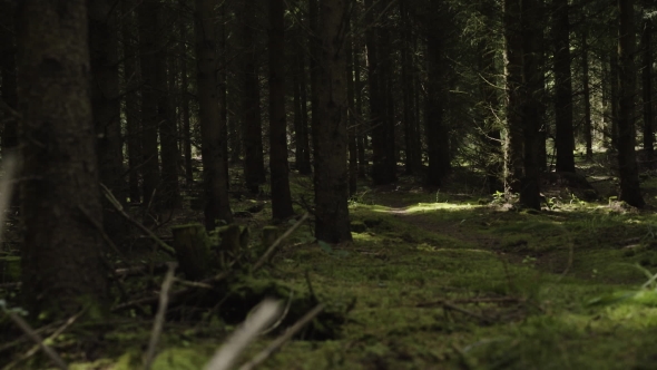 Wilderness Dark Summer Forest  alt
