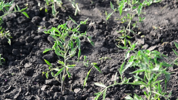 Young Shoots Of Tomatoes In Garden