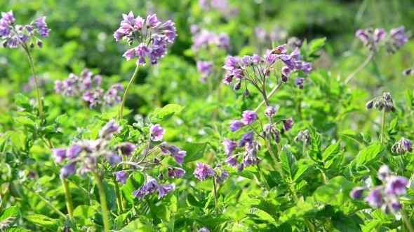 Flowering Potatoes In The Summer Day