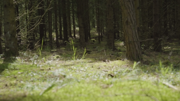 Pine Forest With Sunlight alt
