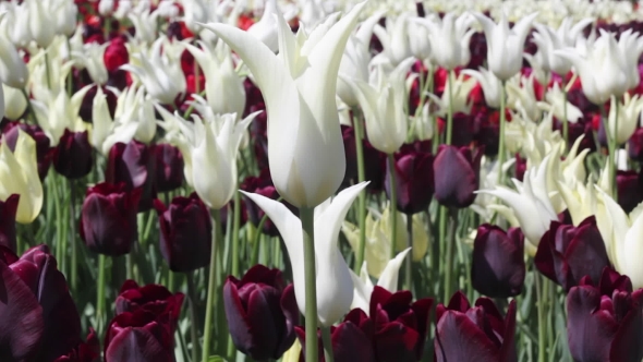 Field of White and Purple  Tulips Blooming