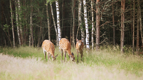 A Herd of Dappled Deer 