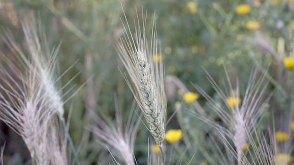 Wheat Spike