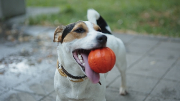 Dog With Ball In Mouth by 