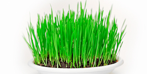 Fresh New Green Grass Rotating On White