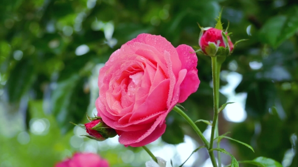 Pink Roses In Drops Of Rain On a Green Background.