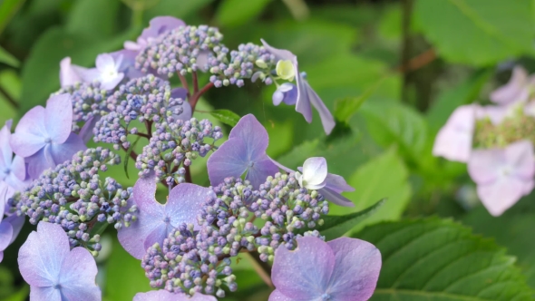 Purple Hydrangea Flowers In The Garden.