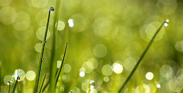 Fresh Green Grass With Dew Drops