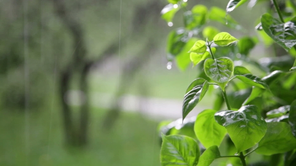 Fresh Green Bushes Under The Spring Rain, Stock Footage | VideoHive