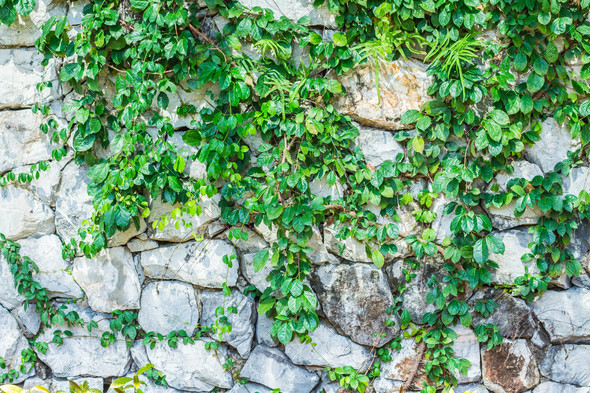 vines up the walls