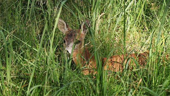Wild Roe Deer in Tall Green Grass 