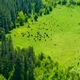 Flock of Cows - VideoHive Item for Sale