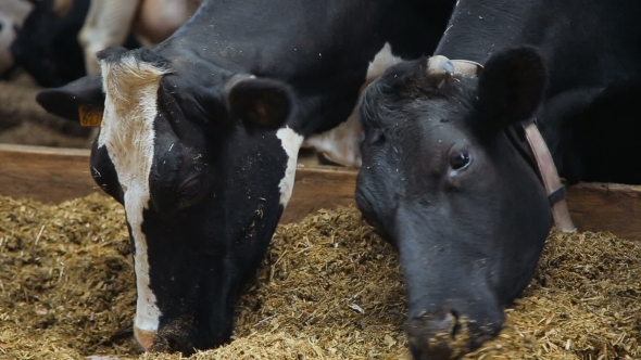 Cows On The Farm Eating Food alt