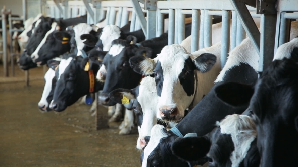 Ecological Farm for Dairy Cows by Aeroshot | VideoHive