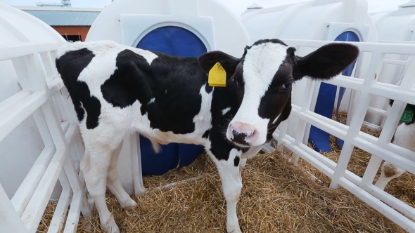Agricultural Sector For The Breeding Of Calves alt