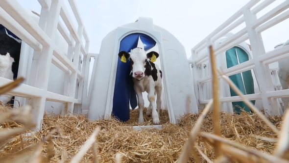 Livestock Industry. Calf On The Farm alt