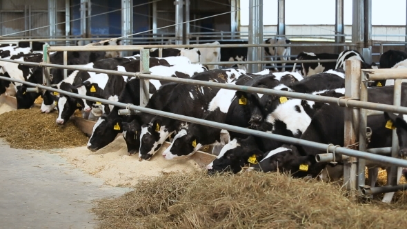 Production Of Natural Milk On The Farm alt