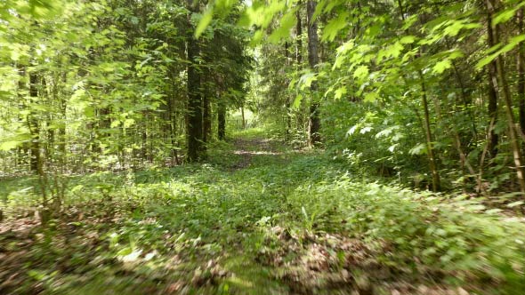 Flying in the Green Forest alt