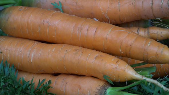  Rotating Carrots