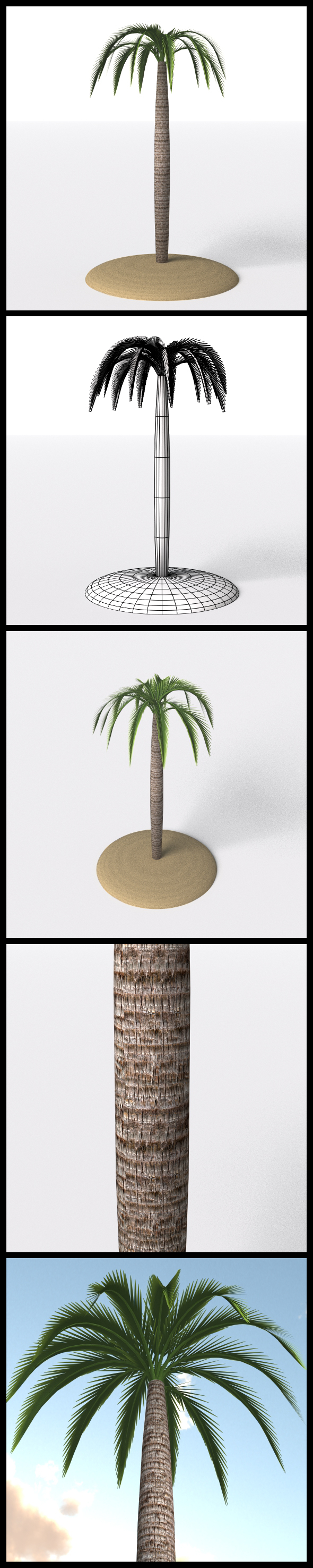 Palm Tree - 3Docean 17144191