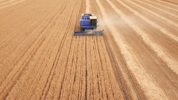 Aerial View of a Combine Harvester Harvesting Grain Crops