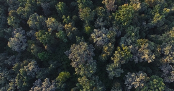 Aerial View of Forest at Summer