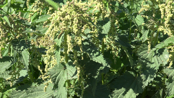 Herbal Medicine Urtica Dioica or Common Nettle
