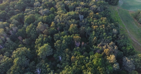 Aerial View Of Forest At Summer