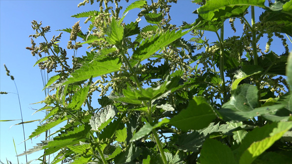 Herbal Medicine Urtica Dioica or Common Nettle