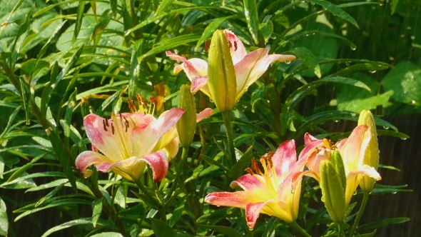 Yellow-pink Lily Flower After Rain alt
