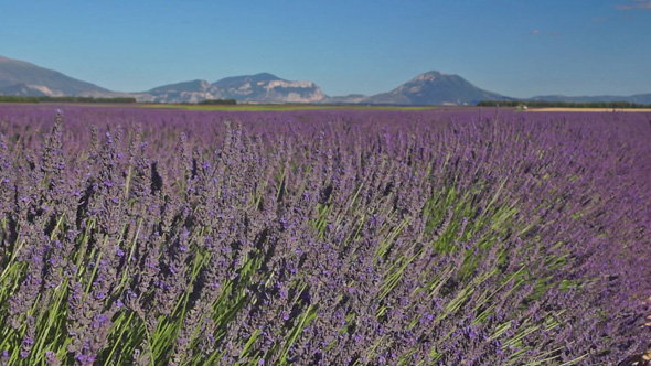 Lavender Field #1