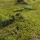 Beetle Crawling On Moss - VideoHive Item for Sale
