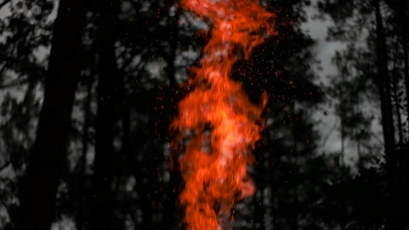 Flames Of The Fire On a Background Of Trees