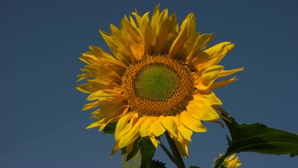 Yellow Sunflower On Blue Sky Background alt