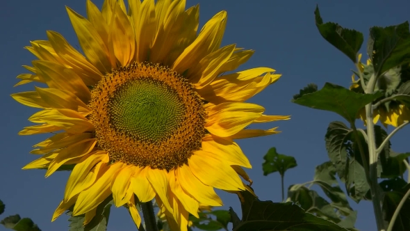 Yellow Sunflower On Blue Sky Background