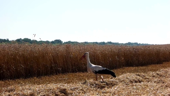 Stork Walking On Wheat Field