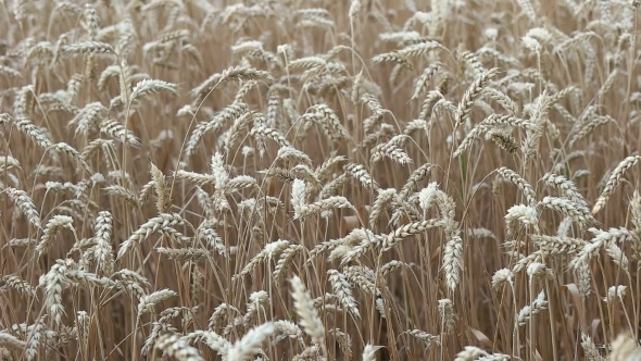 Field Of Ripe Wheat 