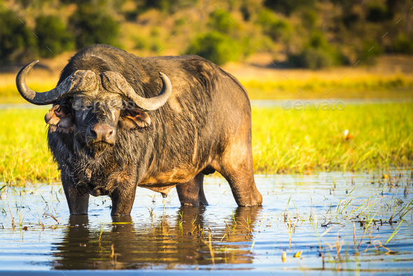 African Buffalo - Stock Photo - Images