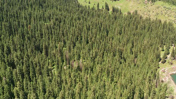 Mountains and trees alt