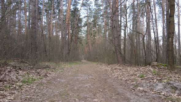 Aerial View of the Road Inside the Forest alt