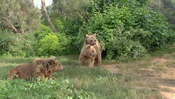 Aerial Wild Bears Mating in Natural Habitat Forest alt