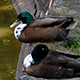 Ducks in The City Pond - VideoHive Item for Sale