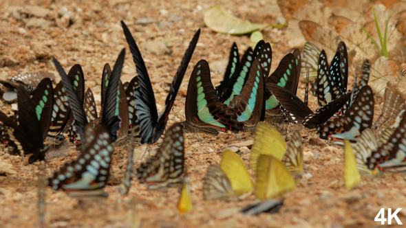 Butterflies In Summer alt