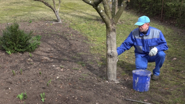 Garden Specialist Man Whitewash Trees In Springtime.