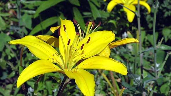 CloseUp of the Yellow Lily Flower