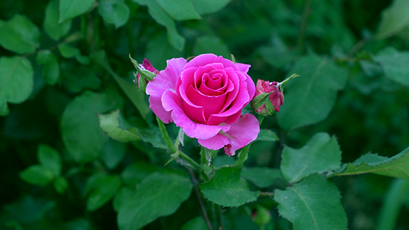 Close Up of a Pink Rose