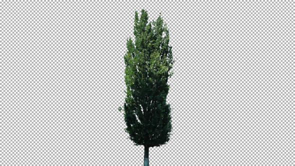 Real Poplar Tree Isolated On The Wind 1 alt