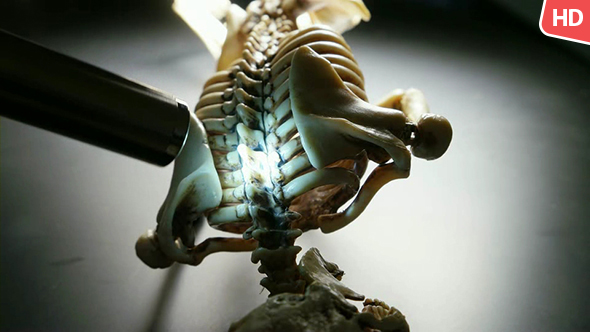 Human Skeleton 0236 alt